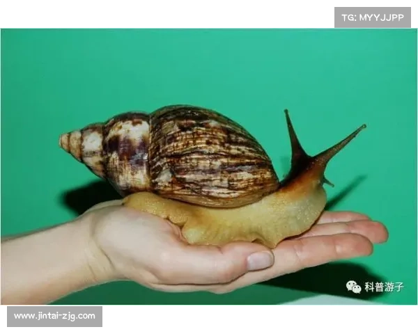 冰虎宝宝的魅力揭秘 六个你不知道的有趣事实带你走进它们的世界